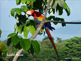 Macaw in Tree